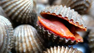 Thai Food - BLOOD CLAMS Aoywaan Bangkok Seafood Thailand