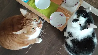 Кот Миша и кот Яша ждут кота Стёпу на завтрак.. а он мух ловит
