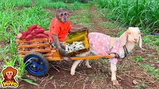 YoYo Jr takes the goat to harvest sweet potatoes and the surprise