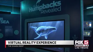 Shark Reef debuts virtual reality experience