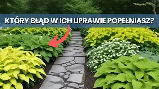 10 Najczęstszych BŁĘDÓW w uprawie HOST w ogrodzie