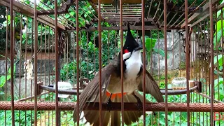 Birds sing well - Singing nightingale. The best bird song, great relaxation