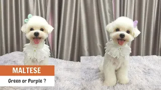 Choose GREEN or PURPLE for Maltese Dog Grooming Tutorial | ASIAN CUTE DOGS