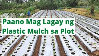 How to Put Plastic Mulch on Plots (Paano Maglagay ng Plastic Mulch sa Kamang Taniman)