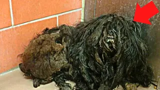 Rescue Dog Undergoes Dramatic Transformation And Loses 2 Pounds Of Matted Fur