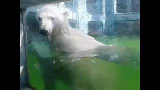 В сети появилось видео, как красноярский медведь Седов отдыхает в Геленджике