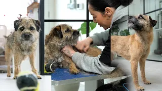 Hand Stripping a Border Terrier - Dog Grooming Tutorial