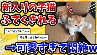 【2ch動物スレ】ふてくされてしまった新入りのネッコさん → 可愛すぎて悶絶www