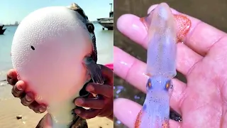 Fisherman Catching Seafood 🦀🦐 Sea Creatures Catch Shark, Fish, Crab  Tik Tok China #3