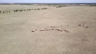 Заповідник. с.Тернувате, Запорізька область.