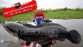 ชะดำโครตดุ แรงเยอะมากงัดจนปวดนิ้ว fishing Giant black snakehead fish #ตกปลาชะโดคลอง ปัญน้ำใจคนหาปลา