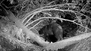 Appalachian mountain wildlife at Holly's fallen tree bridge.