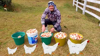 Com 1200 galinhas e tirando 1000 ovos ao dia quanto dá pra lucrar? 🐓🥚💰