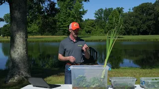 Identifying and Managing Those Pesky Pond Weeds