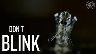Beauty or Beast | Don't Blink