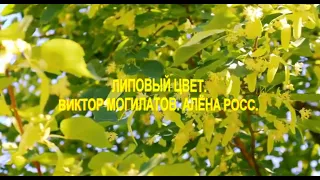 ЛИПОВЫЙ ЦВЕТ.  ВИКТОР МОГИЛАТОВ. АЛЁНА РОСС. Sevenrose