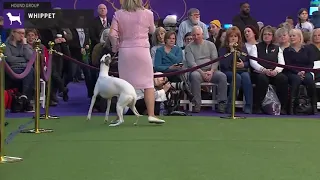 Whippets | Breed Judging 2020