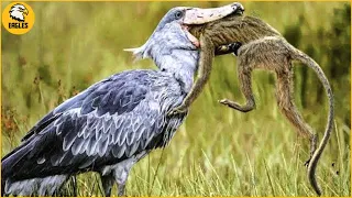 15 Cruelest Birds of Prey Moments | SHOEBILL STORK - The Jurassic Master Hunter | Animal Fights