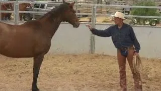 CNN: 'Real' horse whisperer revealed