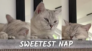 Watch sweetest cat napping ever 😻