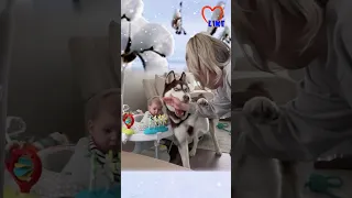 🐾 Cute Dog protects baby 🐕 The best babysitter ever! 👶