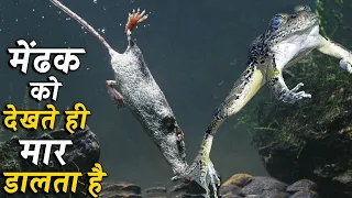 इस जीव को पानी का चीता क्यों कहा जाता है ?