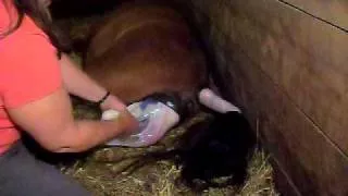 Red bag miniature foal delivery