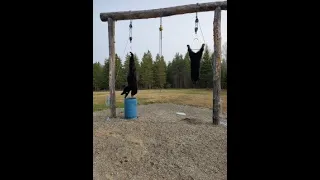 2023 Black bear hunt from Nictau Lodge in New Brunswick, Canada.