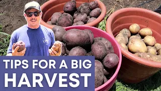 HARVEST 10X WHAT YOU PLANT! | Tips for a BIG Potato Harvest