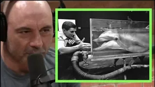 Joe Rogan | How Studying Dolphins Led to the Creation of the Isolation Tank