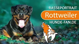 ► Rottweiler [2019] Rasse, Aussehen & Charakter