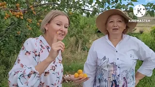 Секреты выращивания абрикосов в Сибири. Как выращивают абрикосы, опыт и советы питомника