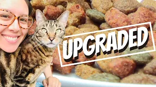 Easiest ways to upgrade your cat's kibble