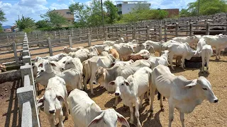 FEIRA DE GADO EM CAMPINA GRANDE-PB TERÇA FEIRA 06/02/2024