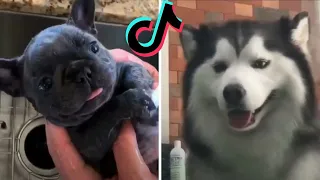 TRY NOT TO LAUGH ANIMAL VOICEOVERS | Funny Videos TIKTOK