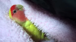 Chicken the Lovebird talking