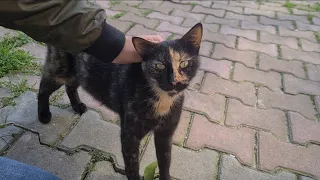 Street Cat with incredibly beautiful patterns wants food.