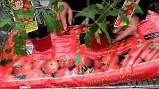 How to... Plant Tomatoes using Grow Bags with Paul at Bents Garden & Home