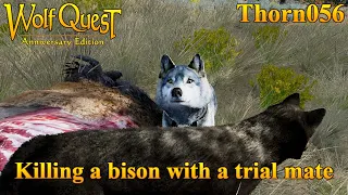 Killing a bison with a trial mate || WolfQuest Anniversary Edition