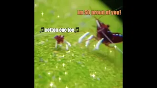 Cotton Eyed Shrimp