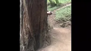 Big Foot Sighting- Redwoods