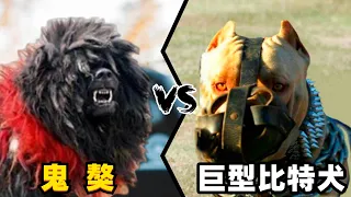 鬼獒vs巨型比特犬，当这两种顶级猛犬相遇，谁才是真正的老虎克星？