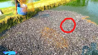 Awesome! Million Catfish Eating Pellet Feed in Pond Grow Out Culture of Catfish Farm In India