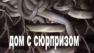 Купили дом со змеями 🐍