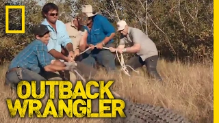 Croc Relocation | Outback Wrangler