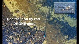 Sea trout on fly - drone shot