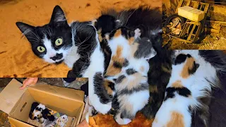 Rescue poor abandoned mother cat and her 5 newborn kittens