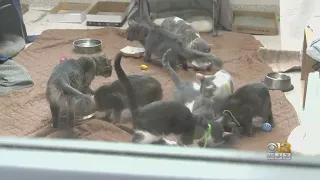 133 Cats Rescued From Baltimore Home In Pet Hoarding Case