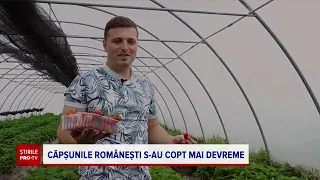 Căpșunile românești s-au copt cu trei săptămâni mai devreme decât anul trecut