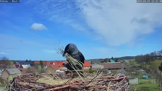 Scheinbar räumt nicht nur der Storch das zweite Nest leer. 🙈